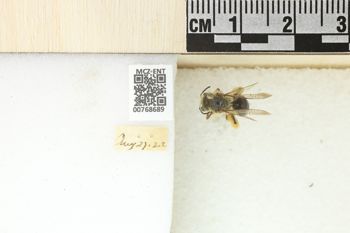 Media type: image;   Entomology 768689 Aspect: Labels